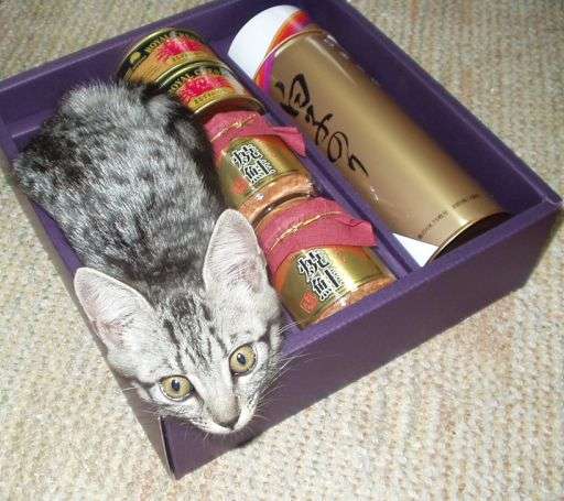 狭い場所に執着する猫の画像が見たい