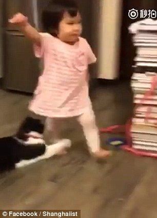 【絶対に許すな】猫が幼児の脚をわざとひっかけてこかす動画が世界中で話題に！！｜面白ニュース 秒刊SUNDAY