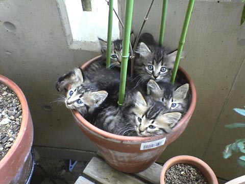 狭い場所に執着する猫の画像が見たい