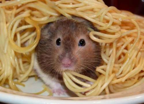 食いしん坊な動物の画像