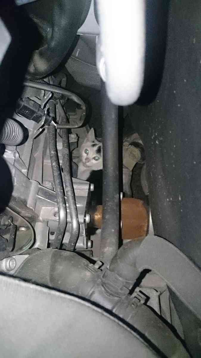 車のワイパーに張り紙があったのでボンネット開けてみたら…