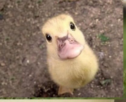 疲れたあなたへ。赤ちゃん動物たちの愛くるしい写真の癒し効果がすごすぎると話題に