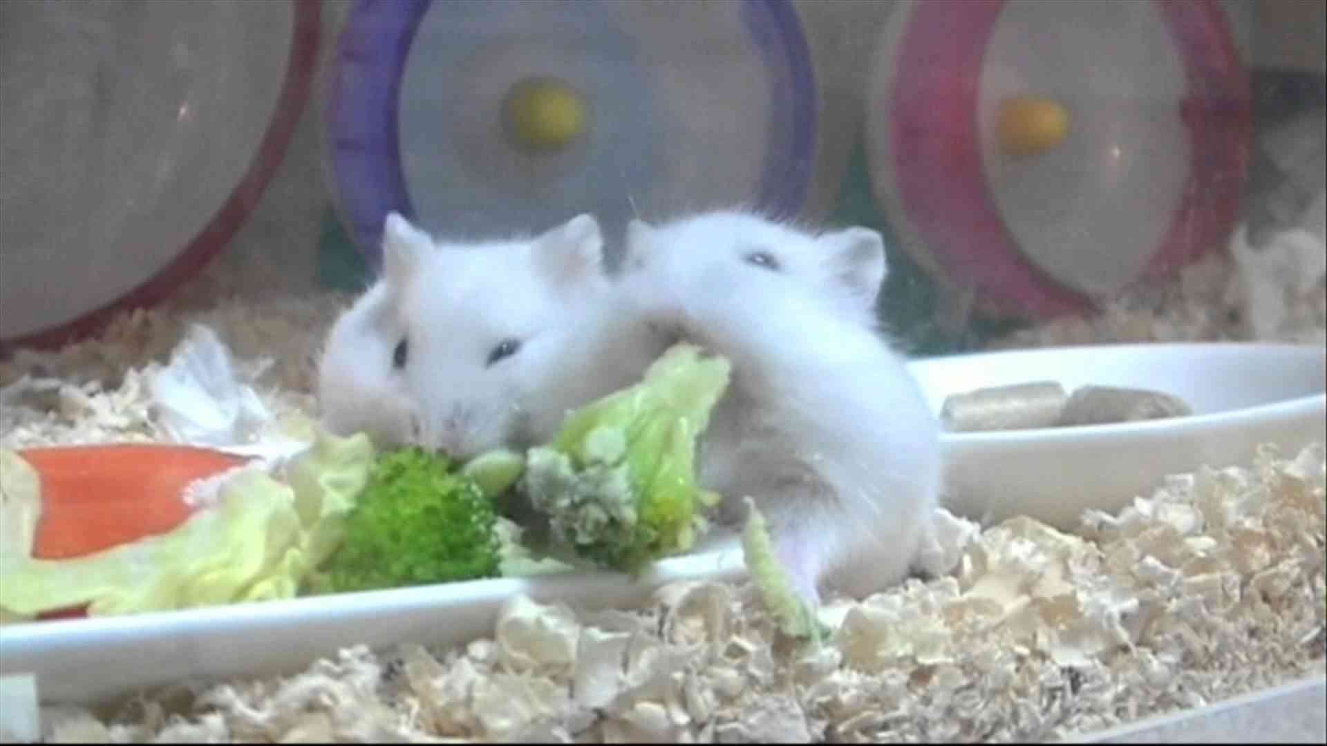 食いしん坊な動物の画像
