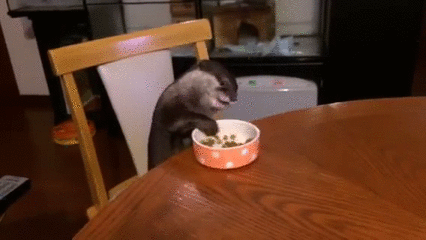 食いしん坊な動物の画像