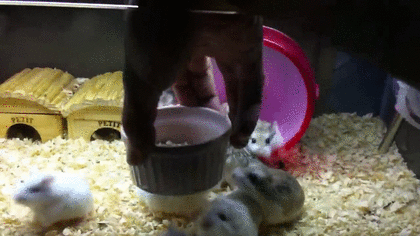 食いしん坊な動物の画像
