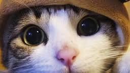 本音をぼやくトピ