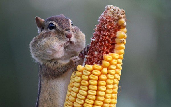 食いしん坊な動物の画像