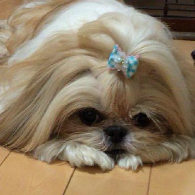 pippi-bookmark.md · GitHub