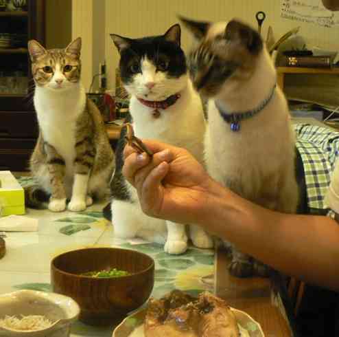 食いしん坊な動物の画像