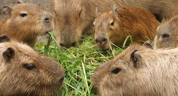 食いしん坊な動物の画像