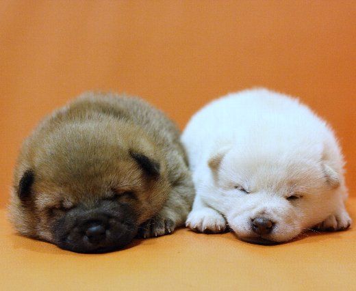 疲れたあなたへ。赤ちゃん動物たちの愛くるしい写真の癒し効果がすごすぎると話題に