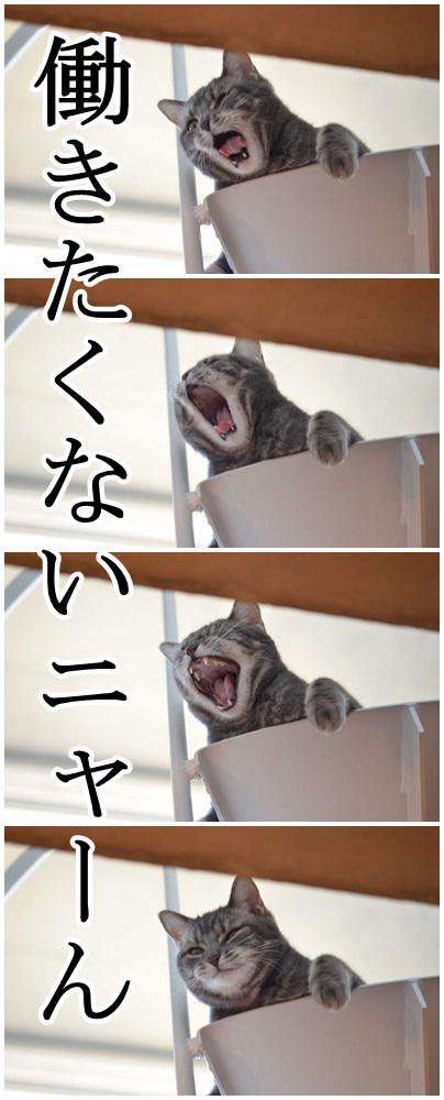 素直に可愛いと思えた画像を貼ってニヤニヤするトピ