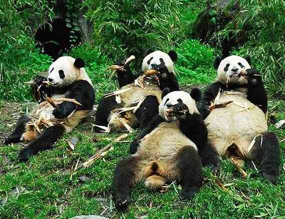 食いしん坊な動物の画像