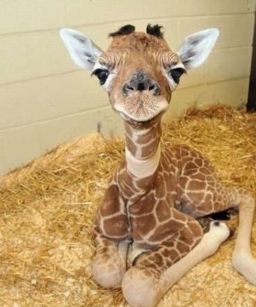 疲れたあなたへ。赤ちゃん動物たちの愛くるしい写真の癒し効果がすごすぎると話題に