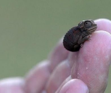 疲れたあなたへ。赤ちゃん動物たちの愛くるしい写真の癒し効果がすごすぎると話題に