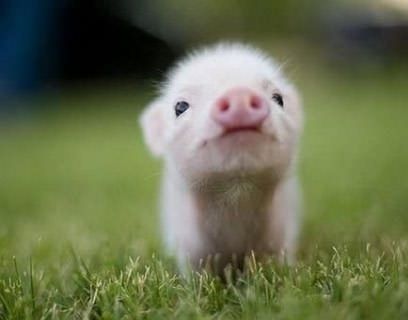 疲れたあなたへ。赤ちゃん動物たちの愛くるしい写真の癒し効果がすごすぎると話題に