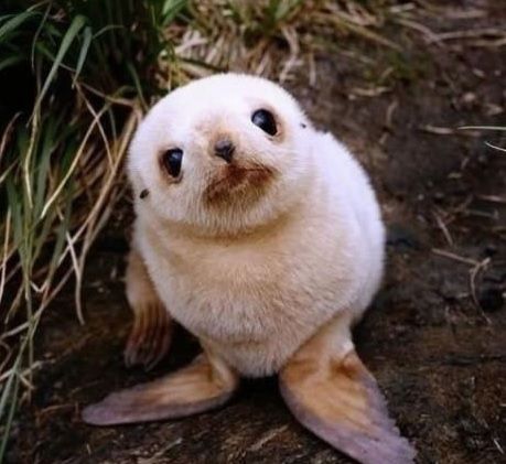 疲れたあなたへ。赤ちゃん動物たちの愛くるしい写真の癒し効果がすごすぎると話題に