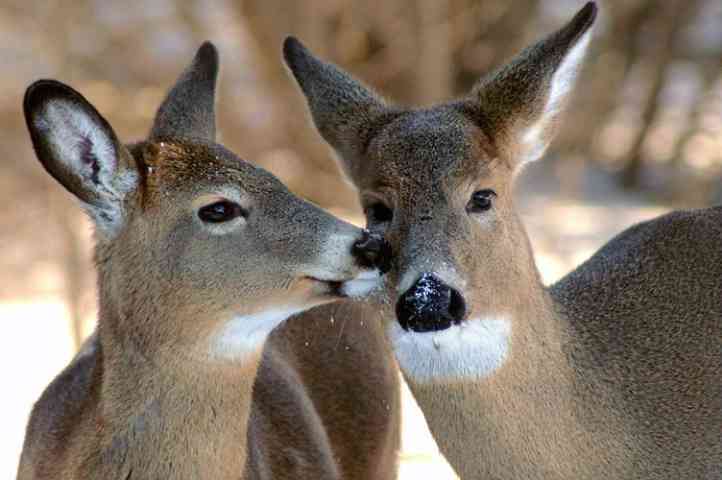 可愛いキスの画像を貼っていくトピ