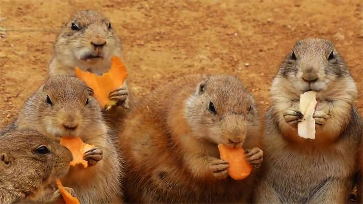 食いしん坊な動物の画像