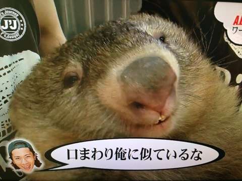 あと少しでイケメンになりそうな芸能人
