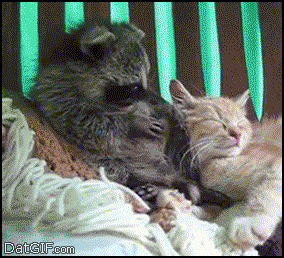 疲れたあなたへ。赤ちゃん動物たちの愛くるしい写真の癒し効果がすごすぎると話題に