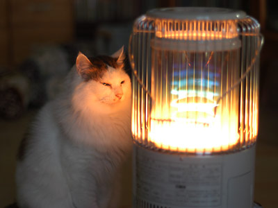 「ご主人、早く点けてニャ!」ストーブ前に整列して必死に訴えるねこたちが超絶かわいい!!