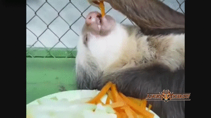 食いしん坊な動物の画像