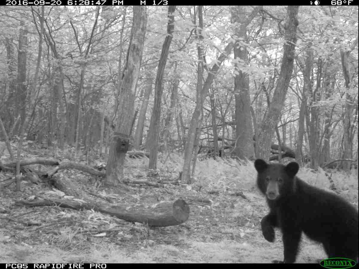 【閲覧注意?】野生動物観察のため森にカメラを仕掛けたところ、予想外のモノが撮影され研究者困惑