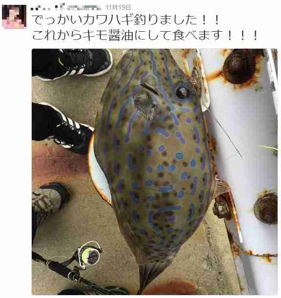 これから食べます 釣り人がtwitterユーザーの指摘で九死に一生 ガールズちゃんねる Girls Channel