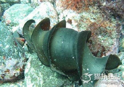 この物体の「正体」があまりに予想外過ぎると話題に