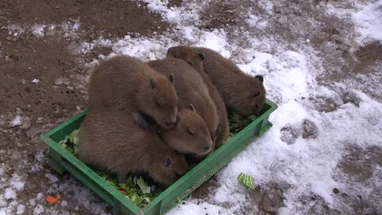 食いしん坊な動物の画像