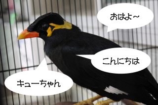 おしゃべりな鳥を飼ったら、、、