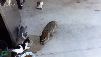 食いしん坊な動物の画像
