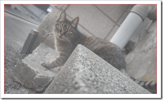 猫がエンジンルームに入る事故を防ぐ対策は？ＪＡＦに連絡？  |