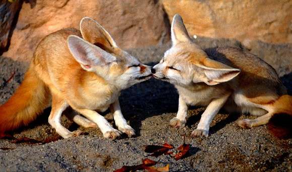 可愛いキスの画像を貼っていくトピ