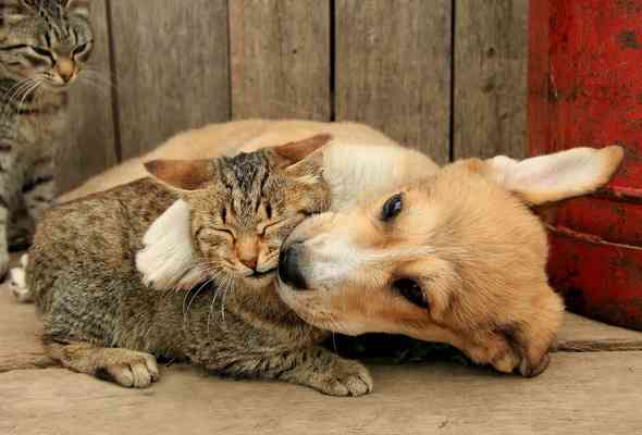 可愛いキスの画像を貼っていくトピ