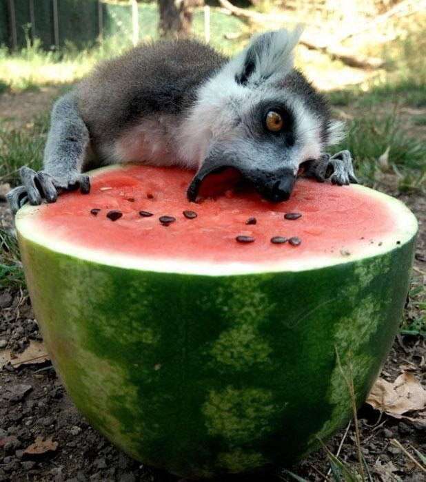 食いしん坊な動物の画像