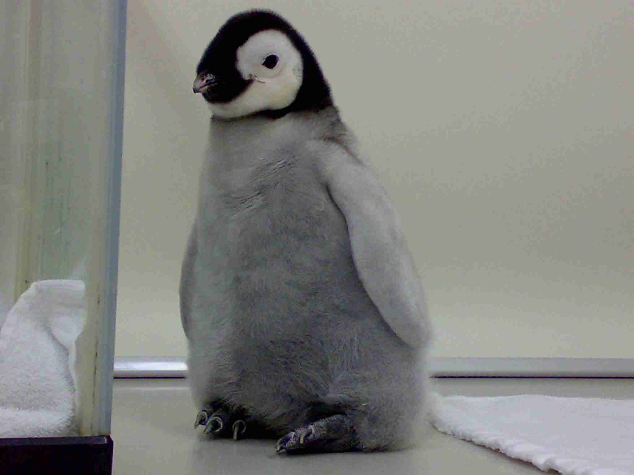 疲れたあなたへ。赤ちゃん動物たちの愛くるしい写真の癒し効果がすごすぎると話題に