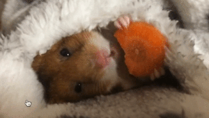 布団の中でもぐもぐニンジンを食べるハムスターがかわいい！