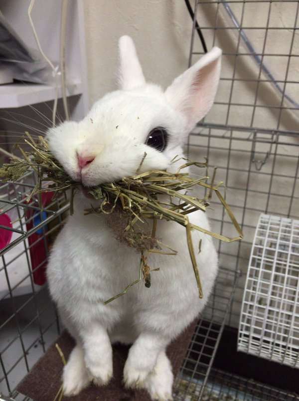 食いしん坊な動物の画像