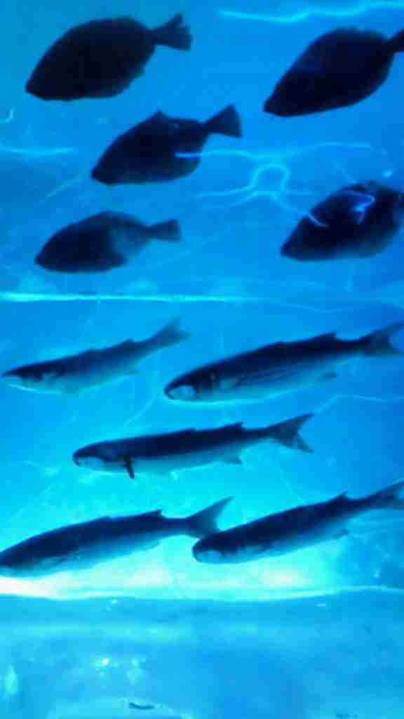 氷の水族館（中止中）の口コミ一覧 - じゃらんnet