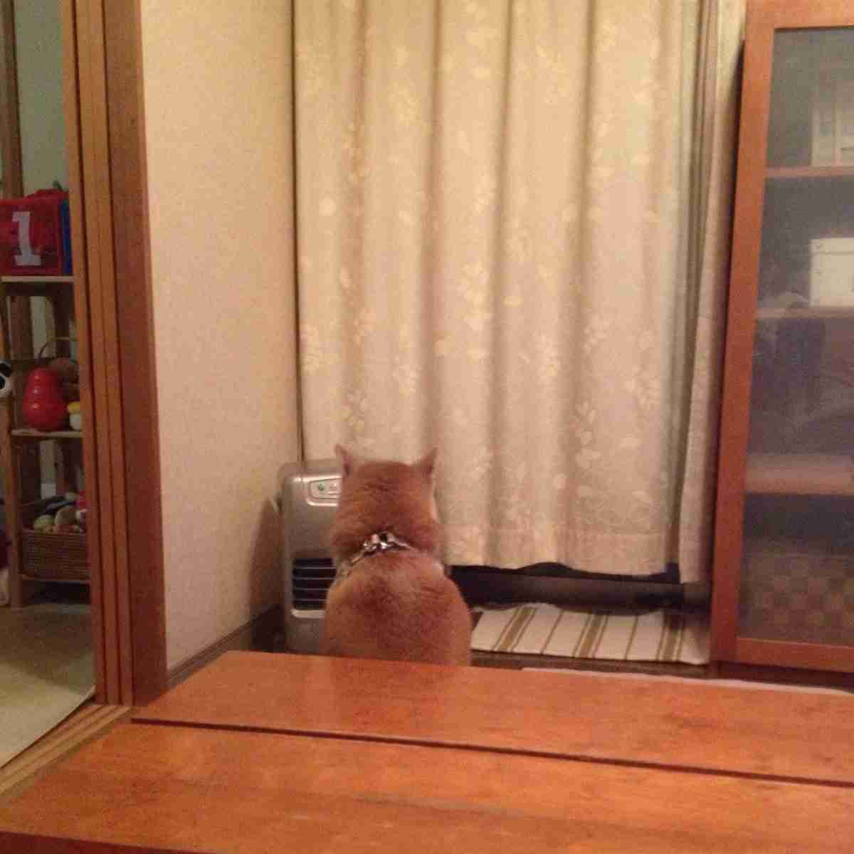 「ご主人、早く点けてニャ!」ストーブ前に整列して必死に訴えるねこたちが超絶かわいい!!