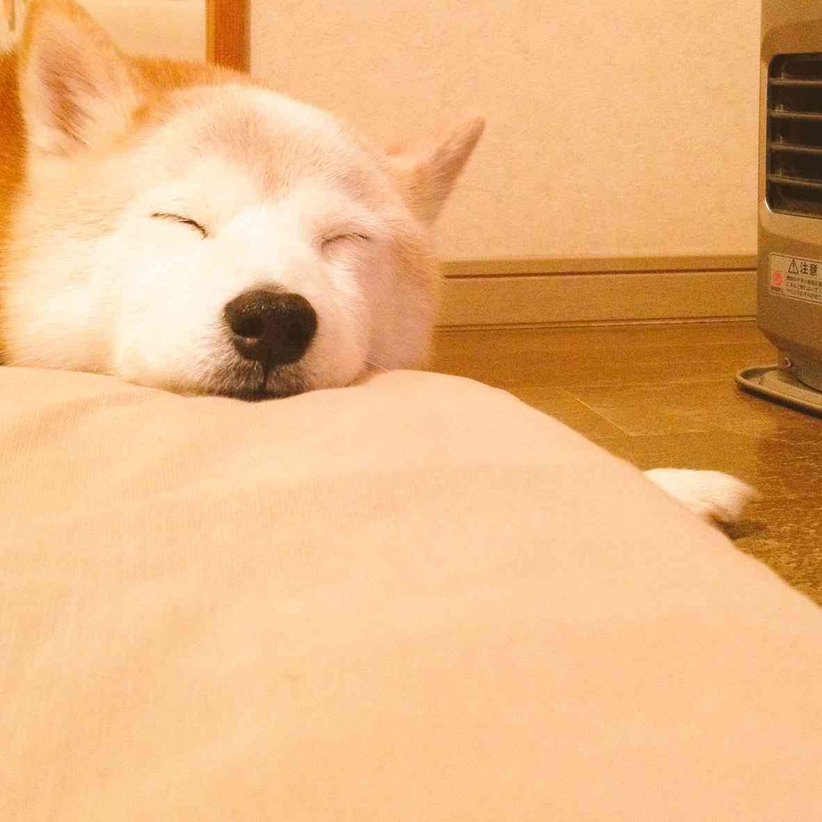 「ご主人、早く点けてニャ!」ストーブ前に整列して必死に訴えるねこたちが超絶かわいい!!