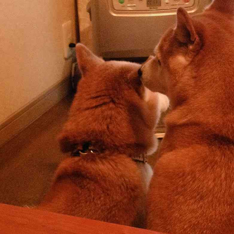 「ご主人、早く点けてニャ!」ストーブ前に整列して必死に訴えるねこたちが超絶かわいい!!