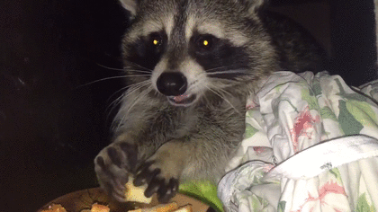 食いしん坊な動物の画像