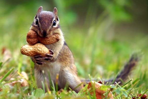 食いしん坊な動物の画像