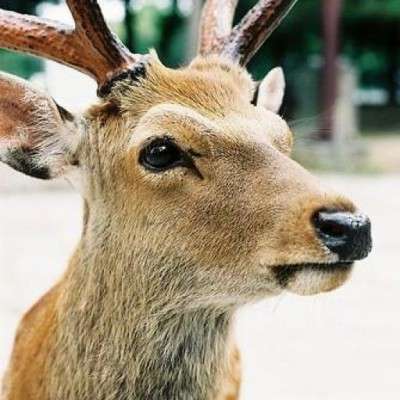 WARNING: REMOTE HOST IDENTIFICATION HAS CHANGED! と怒られたら · Issue #37 · shikakun/tips · GitHub