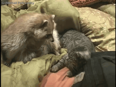 疲れたあなたへ。赤ちゃん動物たちの愛くるしい写真の癒し効果がすごすぎると話題に