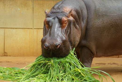 食いしん坊な動物の画像