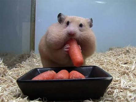 食いしん坊な動物の画像